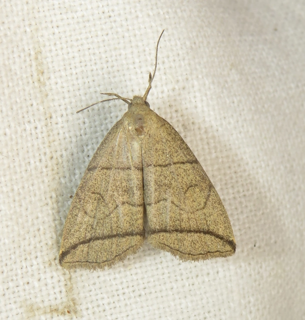 Herminia grisealis - ligeti karcsúbagoly
