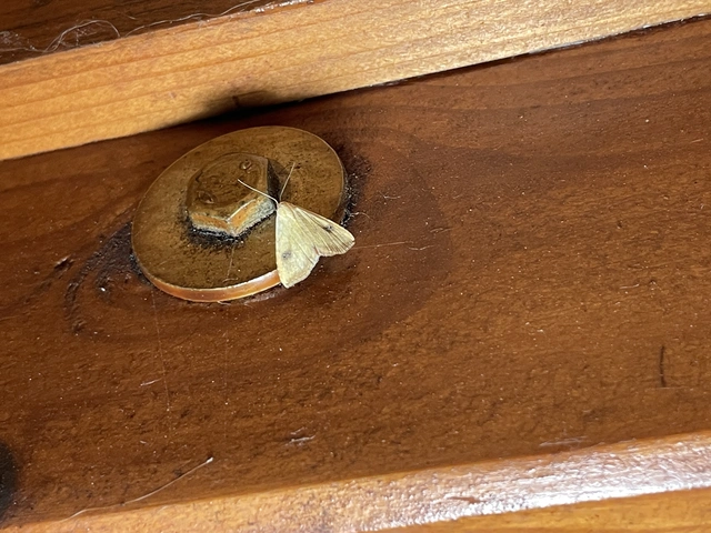 Rivula sericealis - selymes lórombagoly