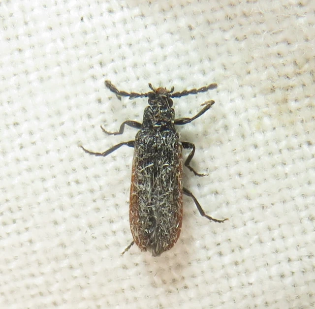 Omalisus fontisbellaquaei - közönséges álhajnalbogár