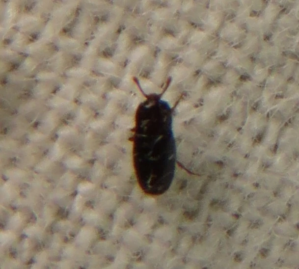 Cerylon Cerylon