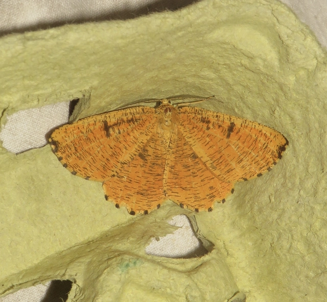Angerona prunaria - sárga kökényaraszoló