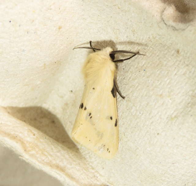 Spilarctia lutea - sárgás medvelepke