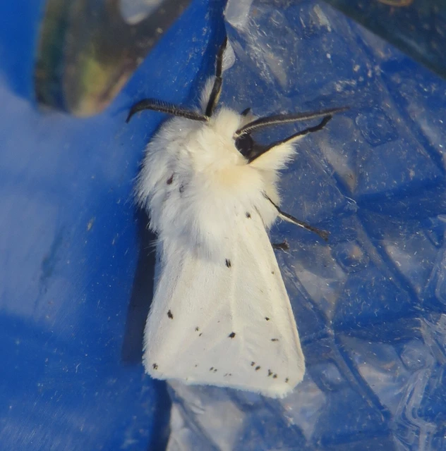 Spilosoma lubricipedum - tejszínű medvelepke