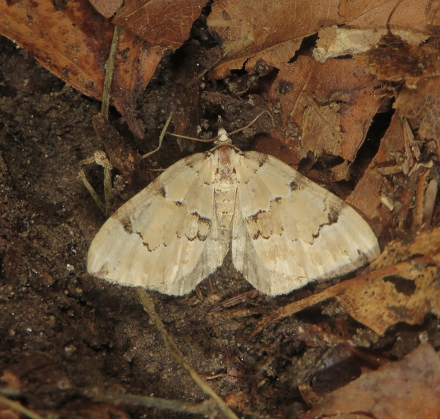 Colostygia pectinataria - zöld levélaraszoló