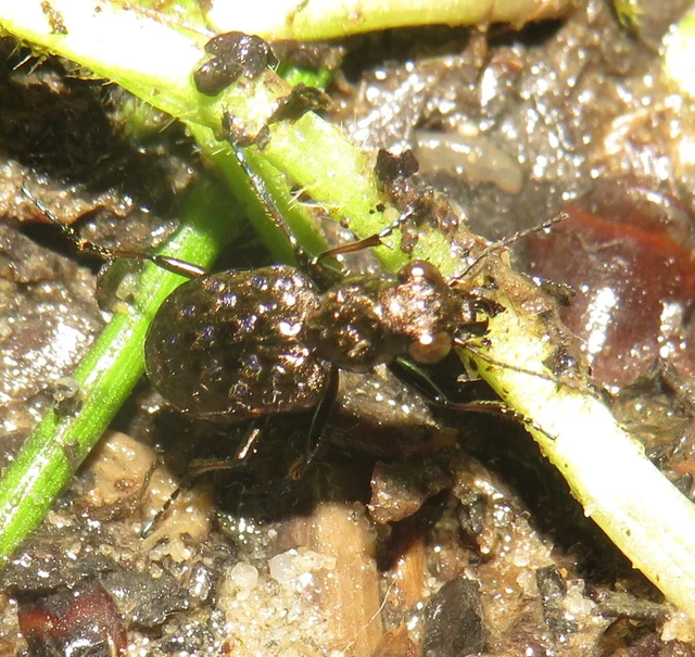 Elaphrus cupreus - rezes iszapfutó
