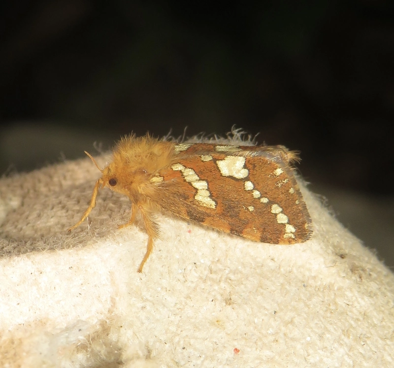 Phymatopus hecta - aranyló gyökérrágólepke
