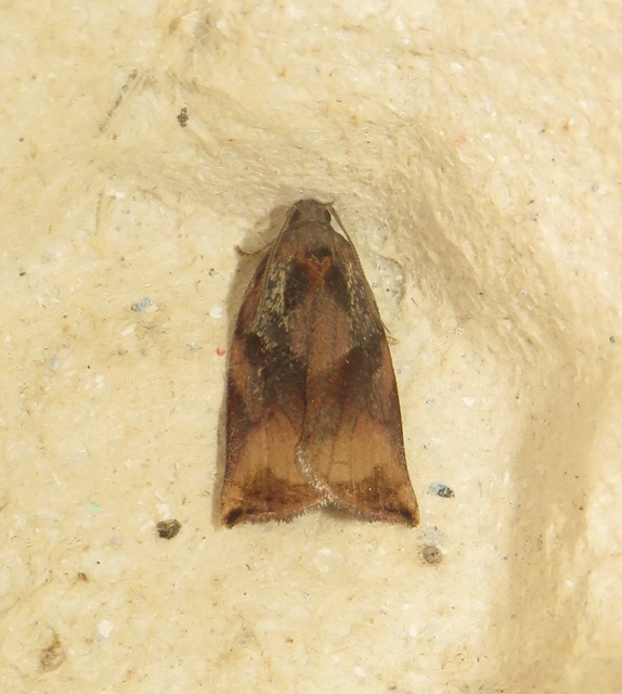 Archips podana - dudvarágó sodrómoly