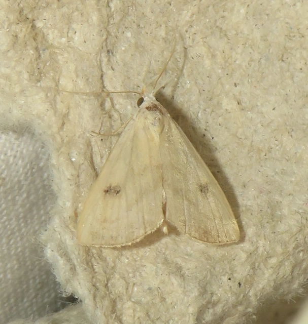 Rivula sericealis - selymes lórombagoly