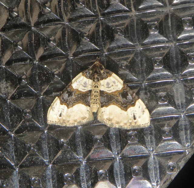Cosmorhoe ocellata - szemes galajaraszoló