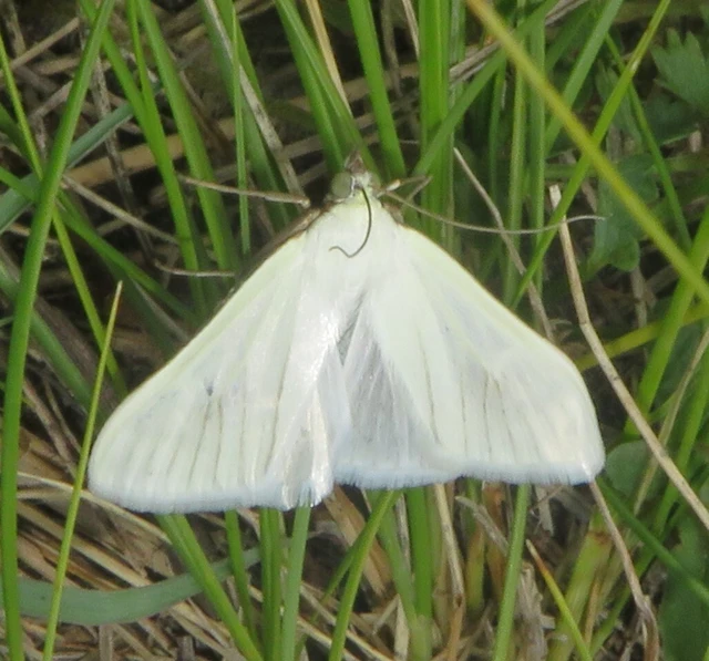 Sitochroa palealis - kénszárnyú dudvamoly