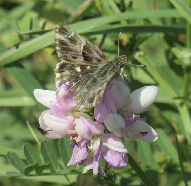 Carcharodus floccifera - pemetefű-busalepke