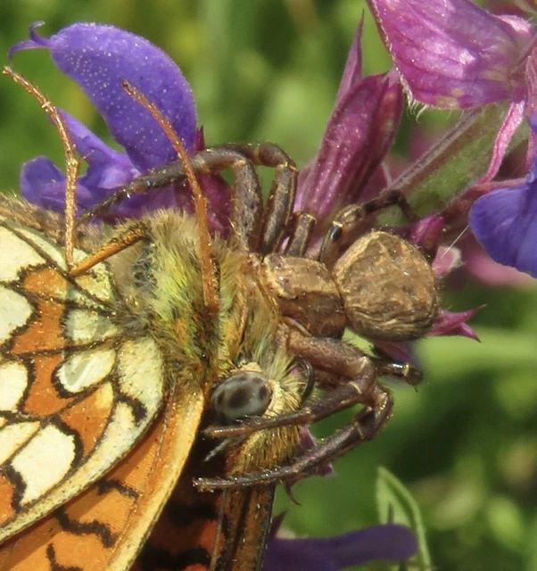Xysticus