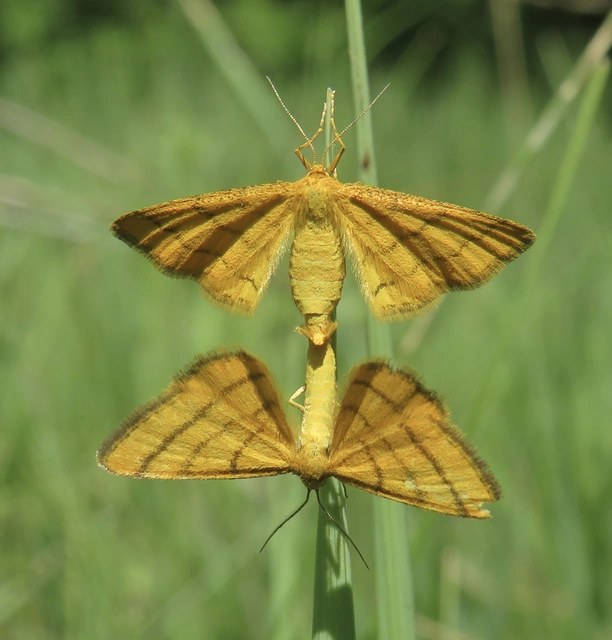Idaea aureolaria - aranyos sávosaraszoló