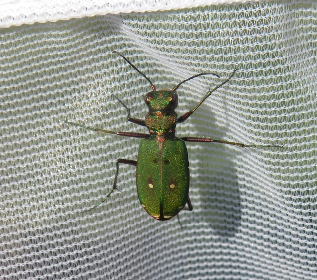 Cicindela campestris - mezei homokfutrinka