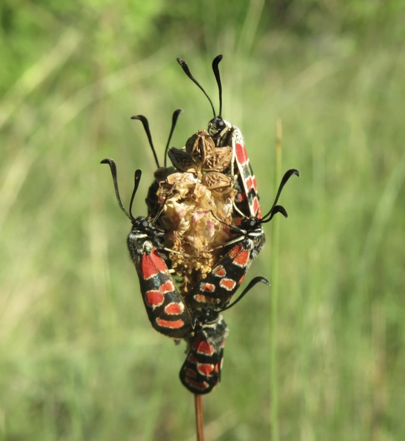 Zygaena carniolica - fehérgyűrűs csüngőlepke