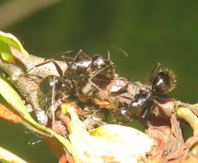 Camponotus aethiops - szőrös lóhangya