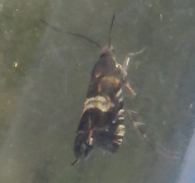 Grapholita