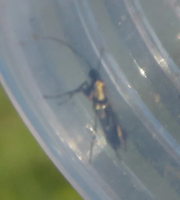 Euspilapteryx auroguttella - orbáncfű-keskenymoly