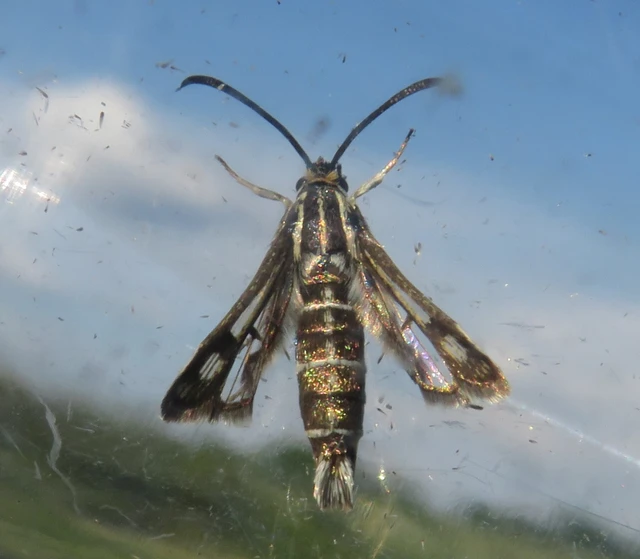 Sesiidae - szitkárfélék