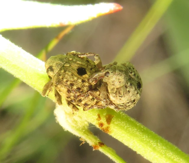 Cionus thapsus - kis ökörfarkkóró-gömbormányos
