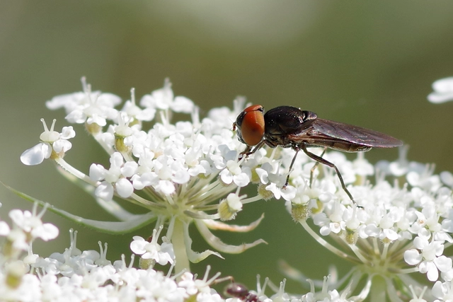 Chrysogaster solstitialis - gyakori smaragdlégy