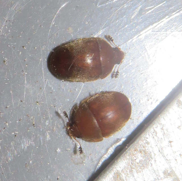 Cychramus luteus - sárga fénybogár Cychramus luteus - sárga fénybogár