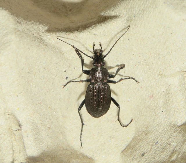 Carabus granulatus - mezei futrinka