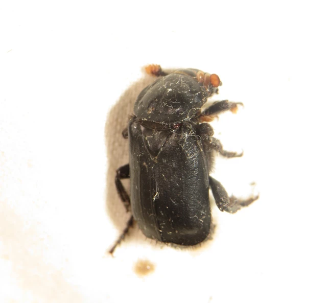 Nicrophorus humator - fekete temetőbogár