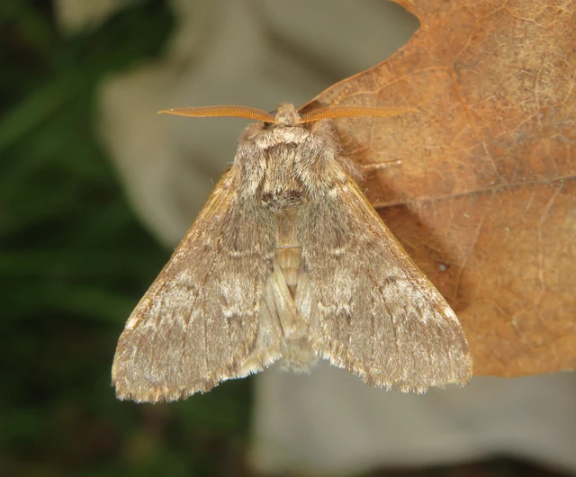Drymonia ruficornis - cserfa-púposszövő