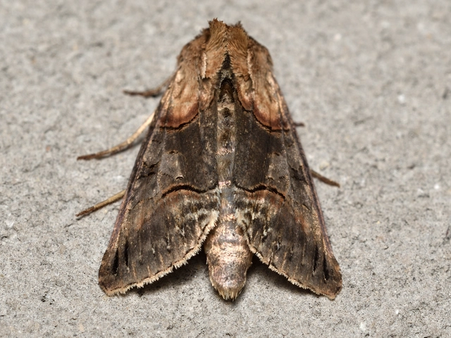 Abrostola triplasia - közönséges csalánbagoly