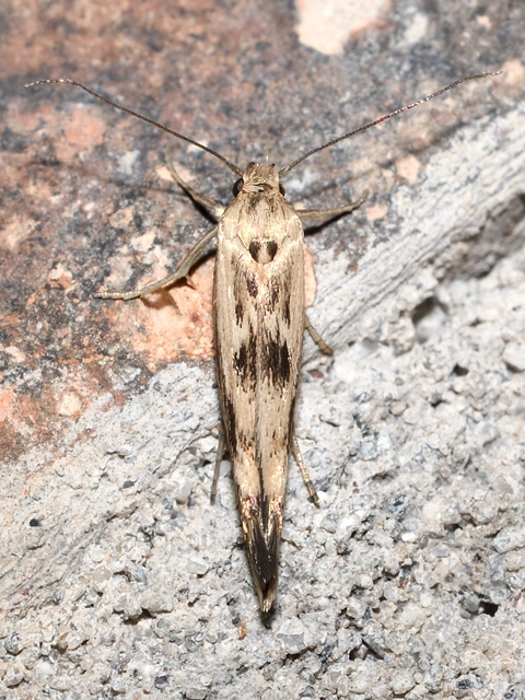 Scythris limbella - parajfonó zöldmoly