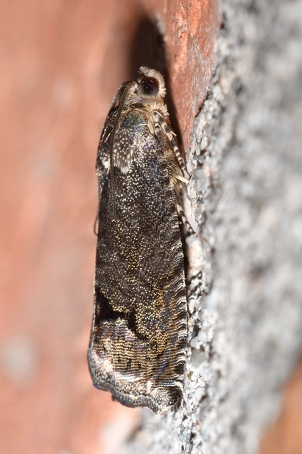 Cydia splendana - tölgymakkmoly