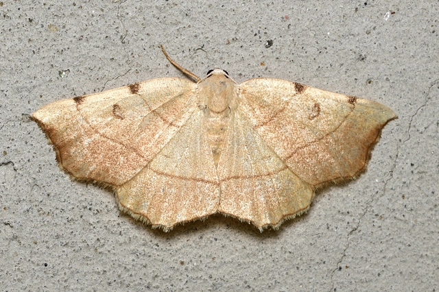 Eilicrinia trinotata - háromjegyű araszoló