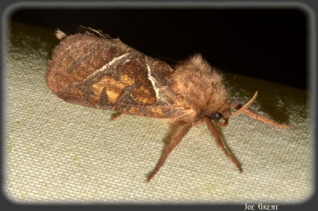 Triodia sylvina - kis gyökérrágólepke