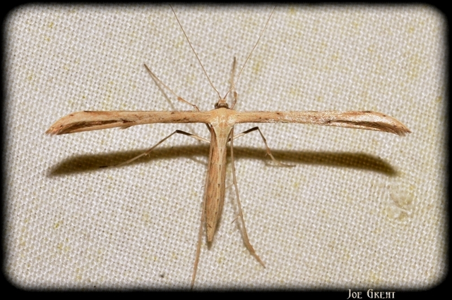 Pterophoridae - tollasmolyfélék