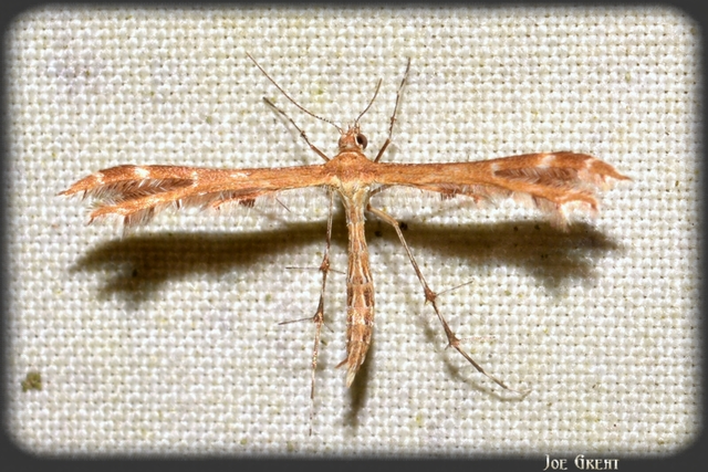 Pterophoridae - tollasmolyfélék