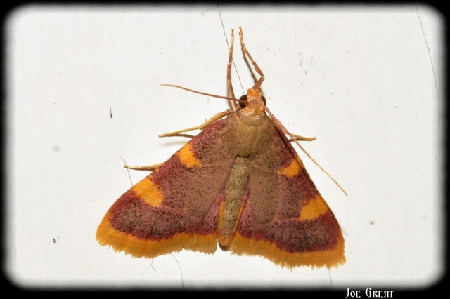 Hypsopygia costalis - szénailonca