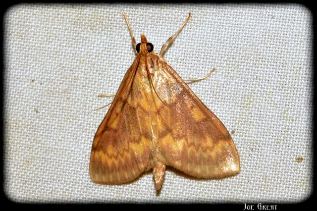 Ostrinia nubilalis - kukoricamoly