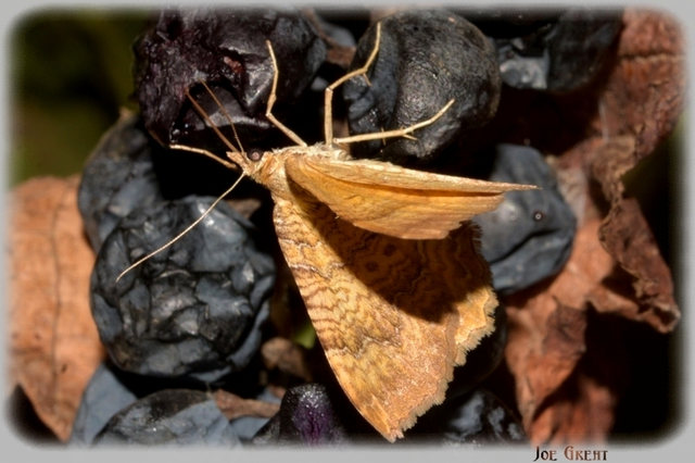 Camptogramma bilineata - kétvonalas sávosaraszoló