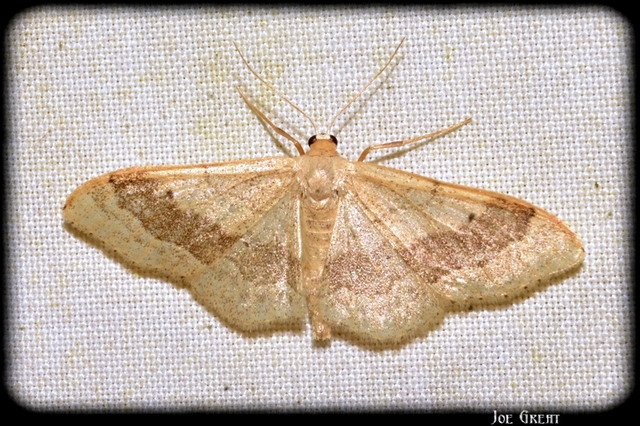 Idaea aversata - nagy sávosaraszoló