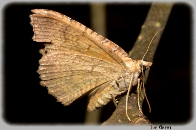 Camptogramma bilineata - kétvonalas sávosaraszoló