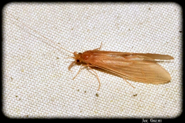 Trichoptera - Tegzesek