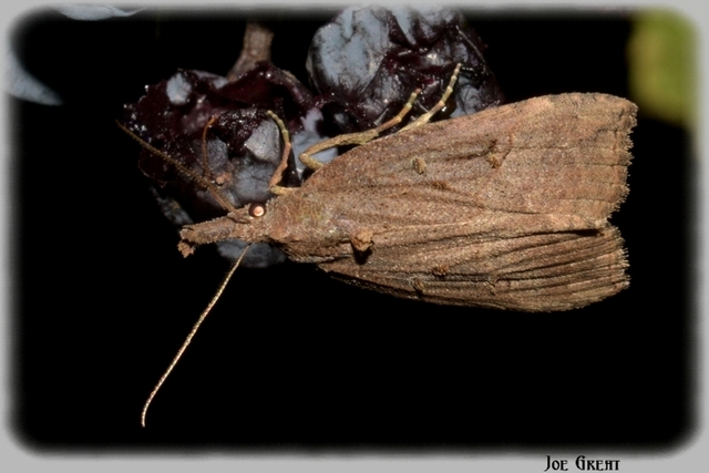 Hypena rostralis - közönséges karcsúbagoly