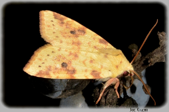 Cirrhia icteritia - nyárfa-sárgabagoly
