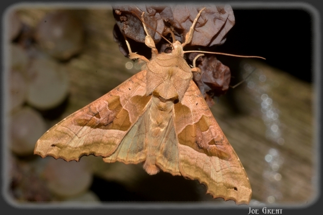 Phlogophora meticulosa - vándorló csipkésbagoly