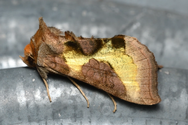 Diachrysia stenochrysis - rejtőző aranybagoly