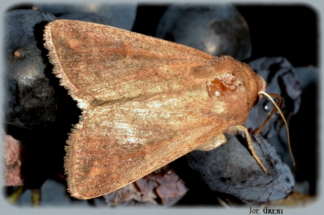 Mythimna albipuncta - fehérpettyes rétibagoly