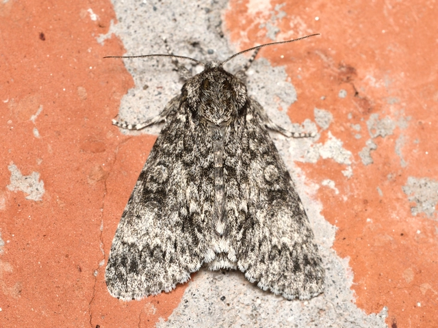 Acronicta megacephala - nagyfejű szigonyosbagoly