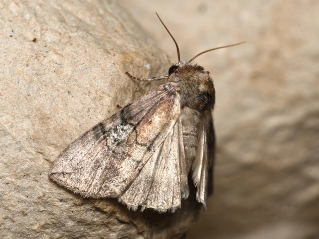 Tethea ocularis - pápaszemes pihésszövő