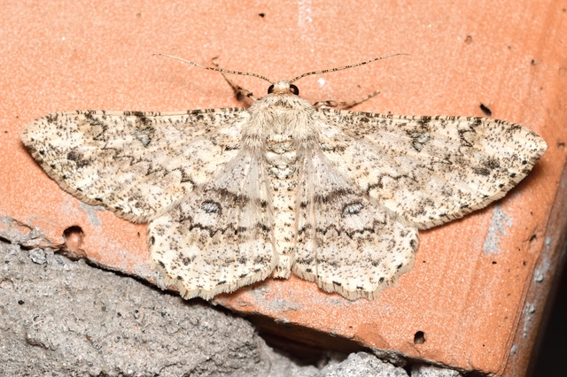 Ascotis selenaria - holdas faaraszoló